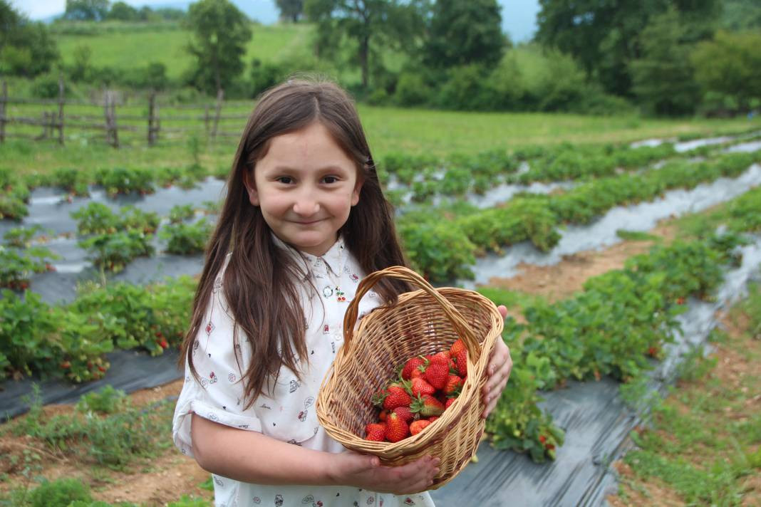 Çilekler seç-al sloganıyla satılıyor! Çevre illerden gelen bile var - Resim: 2