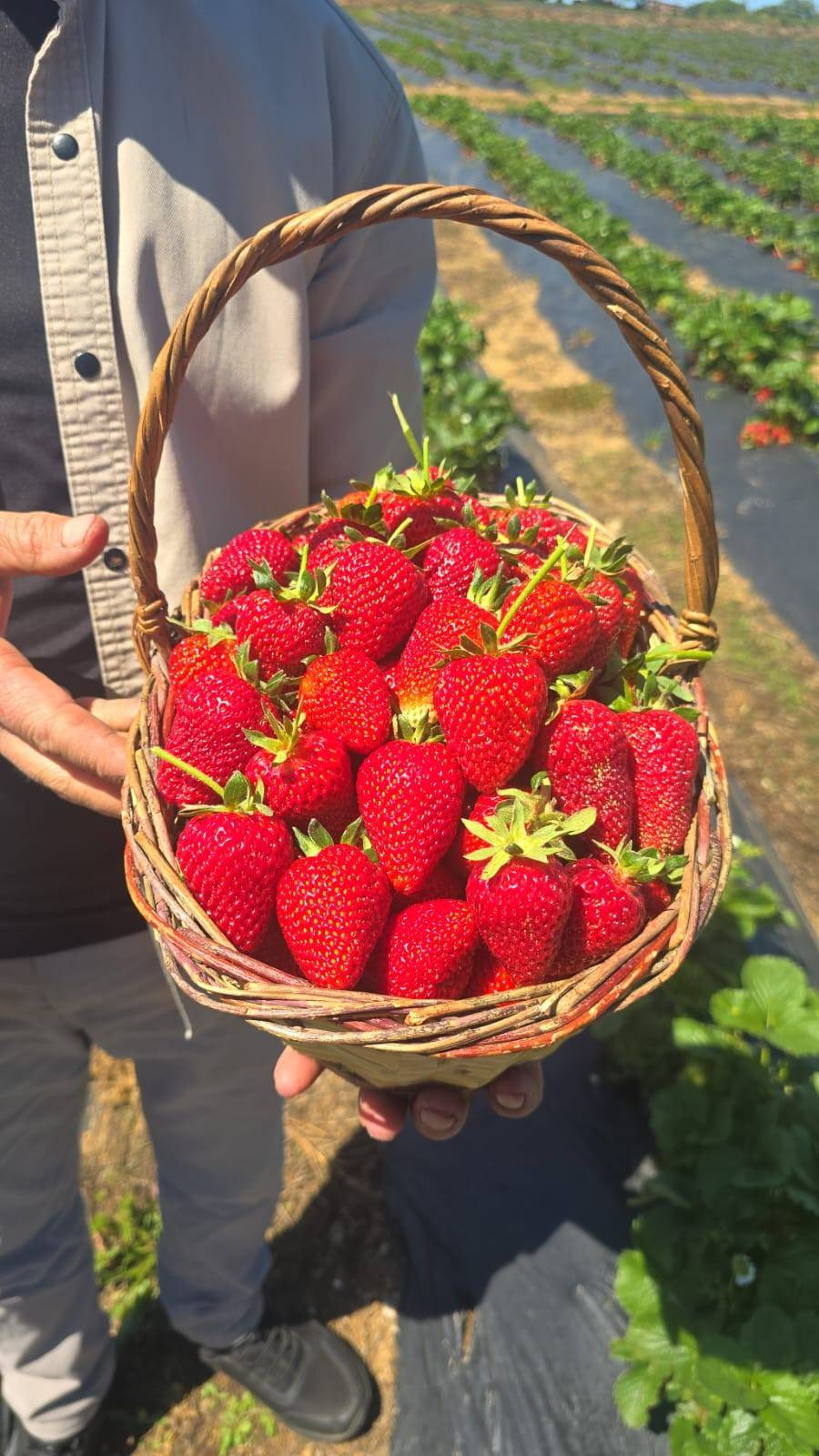 Çilekler seç-al sloganıyla satılıyor! Çevre illerden gelen bile var - Resim: 6