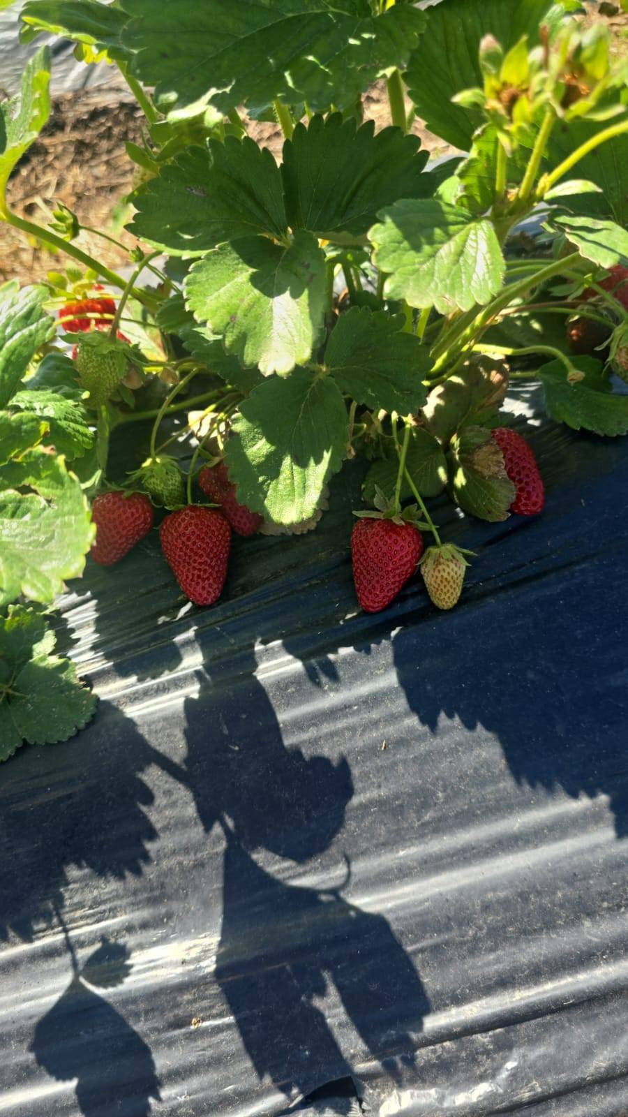 Çilekler seç-al sloganıyla satılıyor! Çevre illerden gelen bile var - Resim: 7