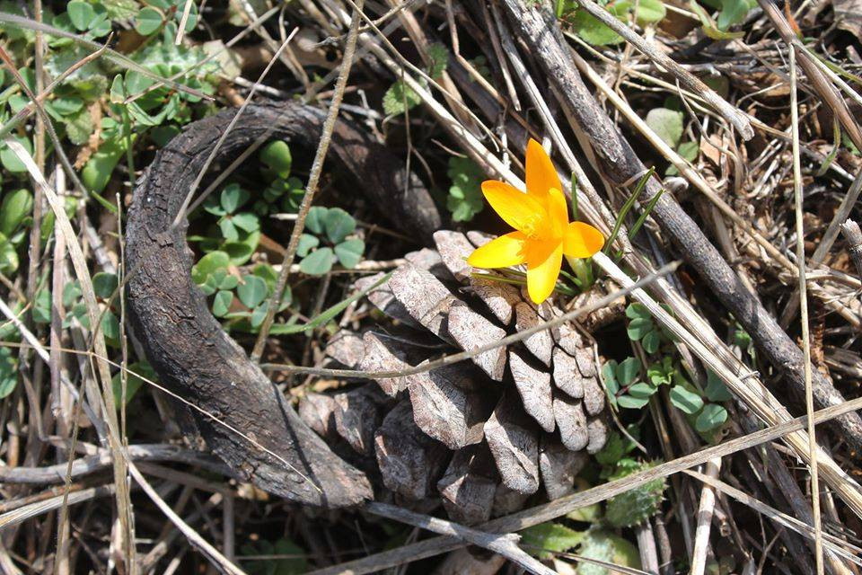 Çiçekleri sinek ve bitlerden uzak tutan yöntem - Resim: 8