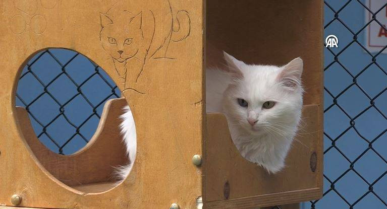 Koruma altındaki Van kedilerinden 70 yavru - Resim: 6