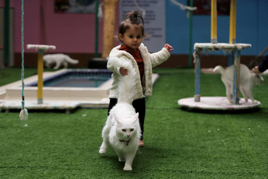 Koruma altındaki Van kedilerinden 70 yavru - Resim: 18