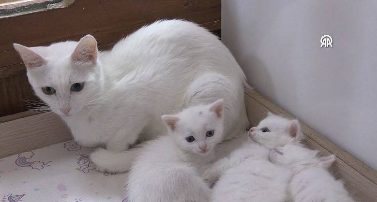 Koruma altındaki Van kedilerinden 70 yavru - Resim: 16