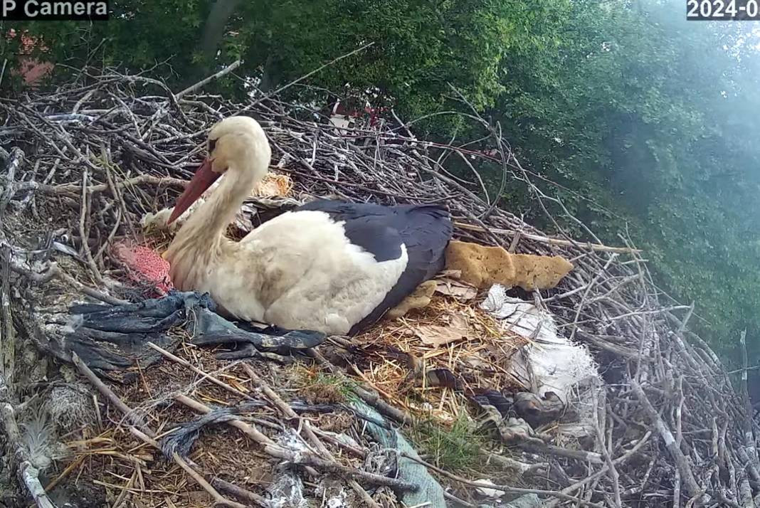 Tekirdağ'ın maskotu 'Gelendost' kamera ile izlenecek - Resim: 2
