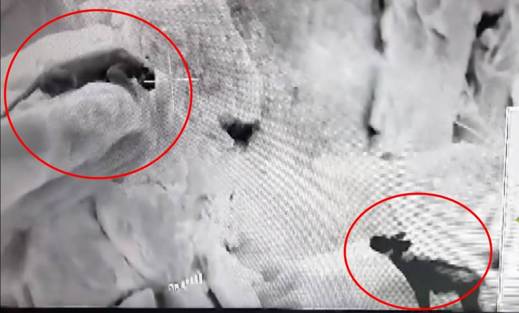 Anadolu parsı ile sırtlan karşı karşıya geldi - Resim: 5