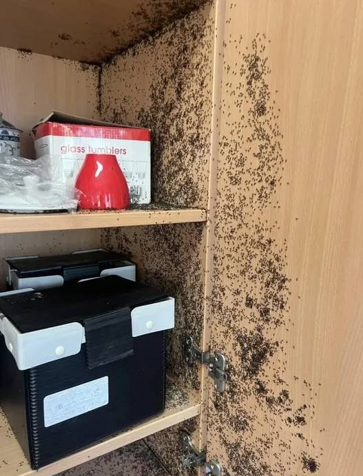 Kahve döküldü sandı. Yakından bakınca gerçek olduğuna inanamadı - Resim: 8