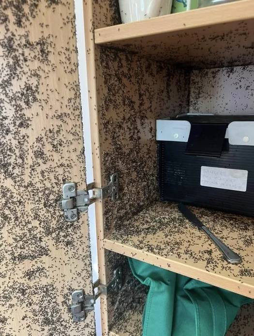 Kahve döküldü sandı. Yakından bakınca gerçek olduğuna inanamadı - Resim: 3