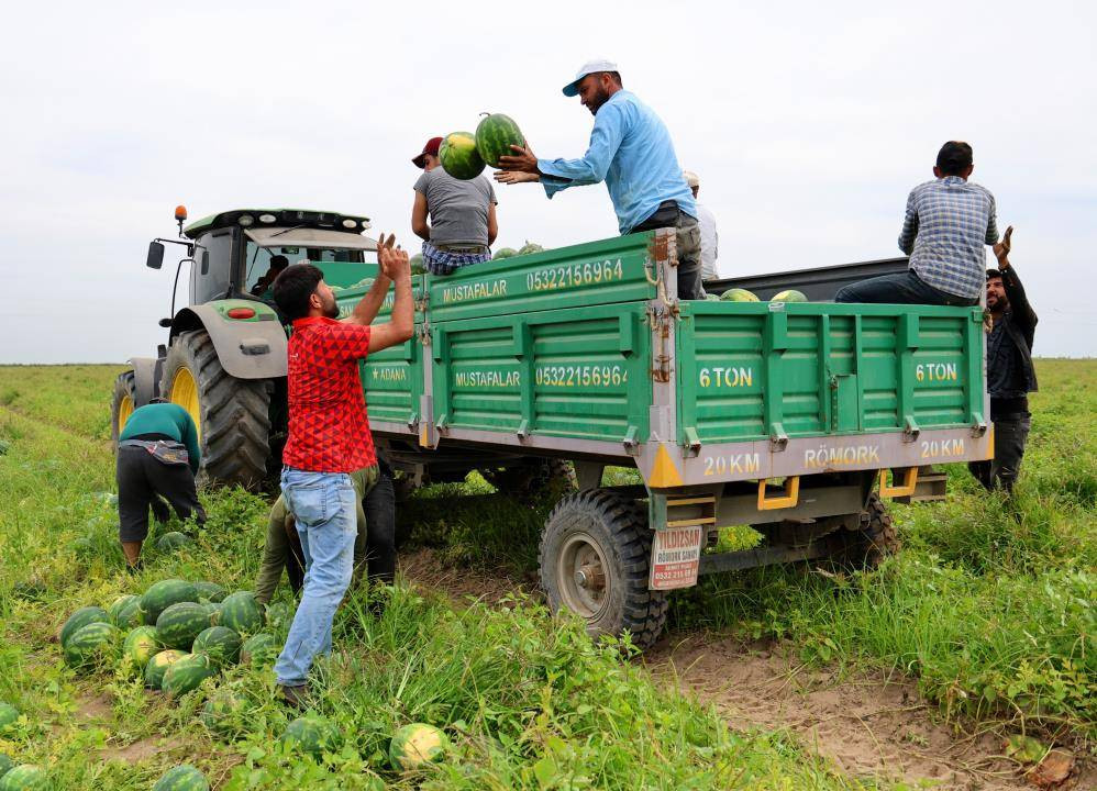 İlk karpuzlar yola çıktı. Fiyatlar düşecek mi? - Resim: 13