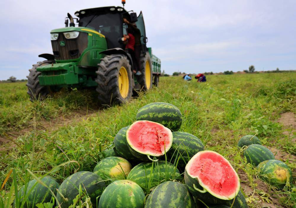 İlk karpuzlar yola çıktı. Fiyatlar düşecek mi? - Resim: 3