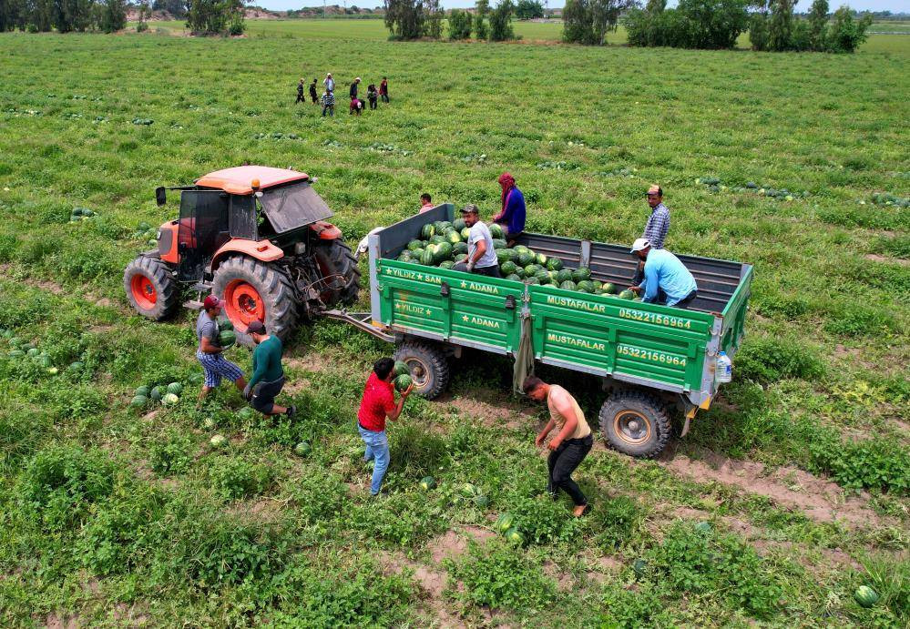 İlk karpuzlar yola çıktı. Fiyatlar düşecek mi? - Resim: 7