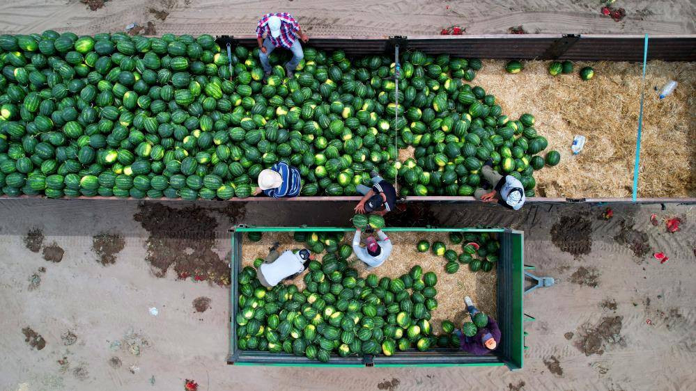 İlk karpuzlar yola çıktı. Fiyatlar düşecek mi? - Resim: 8