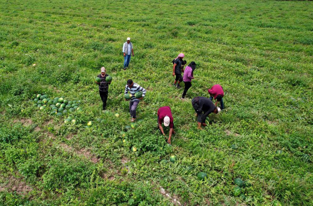 İlk karpuzlar yola çıktı. Fiyatlar düşecek mi? - Resim: 11