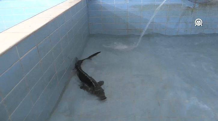 Havyarıyla ünlü balığı Bolu'da yetiştirdiler - Resim: 16