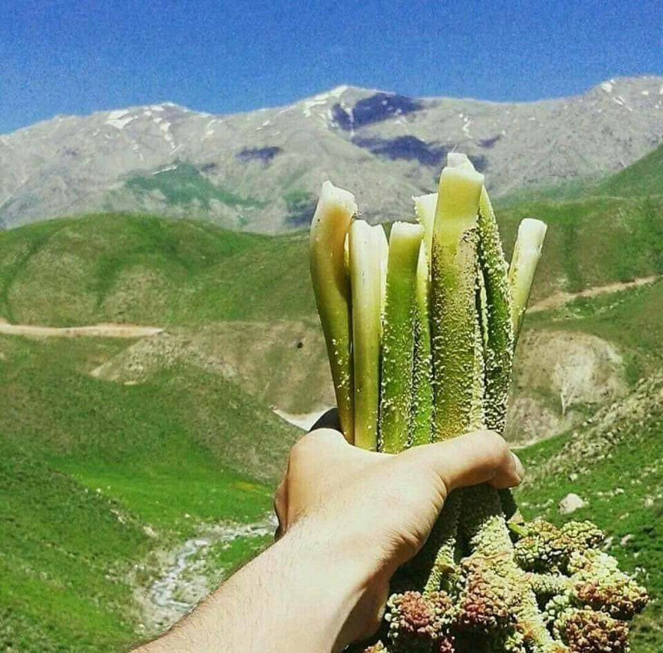 Kemik erimesini durduruyor kansere duvar örüyor. Köylüler bedava topluyor kilosunu 200 TL'ye satıyor - Resim: 16