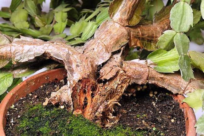 Çiçekleri sinek ve bitlerden uzak tutan yöntem - Resim: 7