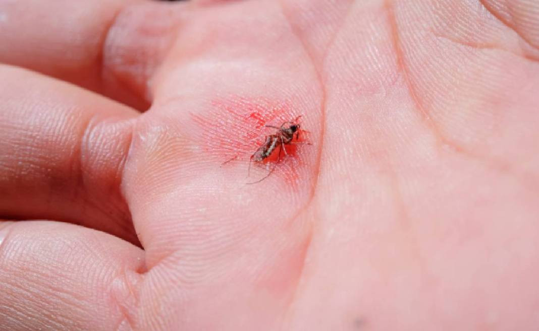 Dang humması vakaları gittikçe artıyor - Resim: 1