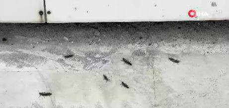 Şehir merkezini istila etti. Bitlis’te endişelendiren görüntüler - Resim: 12