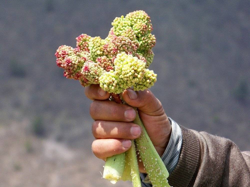 Kemik erimesini durduruyor kansere duvar örüyor. Köylüler bedava topluyor kilosunu 200 TL'ye satıyor - Resim: 17