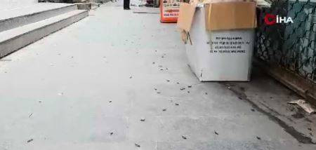 Şehir merkezini istila etti. Bitlis’te endişelendiren görüntüler - Resim: 6