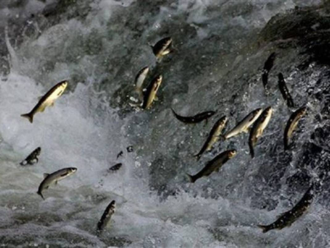 Hedef kaçak avcılar. Hepsine el konuldu - Resim: 15