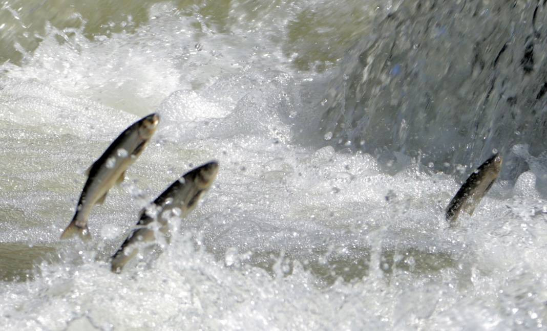 Hedef kaçak avcılar. Hepsine el konuldu - Resim: 6