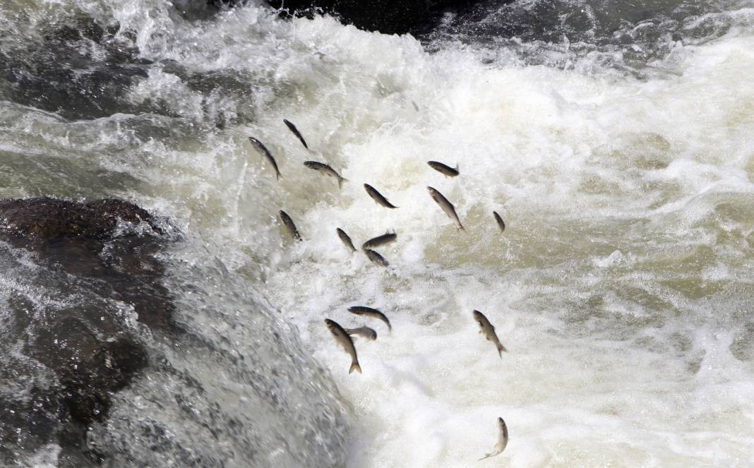 Hedef kaçak avcılar. Hepsine el konuldu - Resim: 14