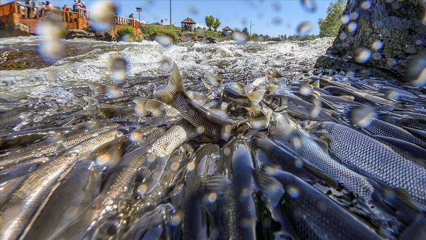 Hedef kaçak avcılar. Hepsine el konuldu - Resim: 13