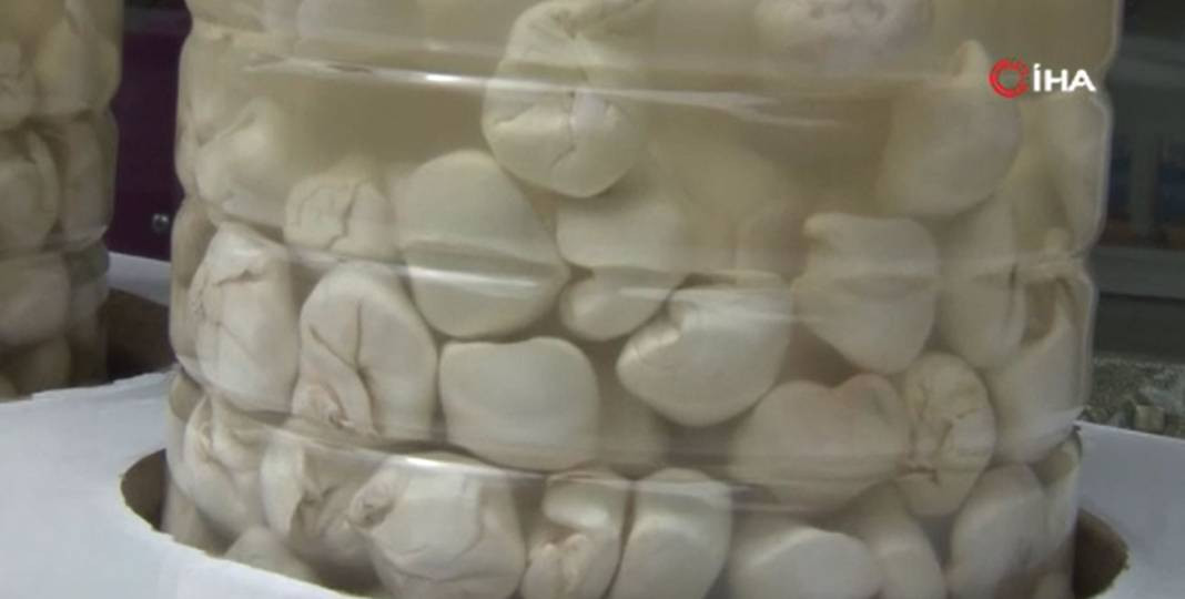 Fiyatı çeyrek altını geçti. Kenger sakızının kilosu 5 bin TL - Resim: 2