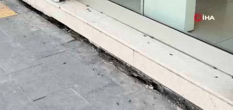 Şehir merkezini istila etti. Bitlis’te endişelendiren görüntüler - Resim: 2