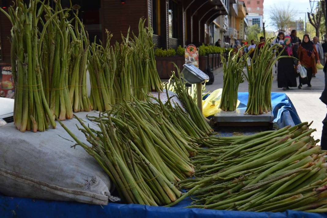 Kemik erimesini durduruyor kansere duvar örüyor. Köylüler bedava topluyor kilosunu 200 TL'ye satıyor - Resim: 13