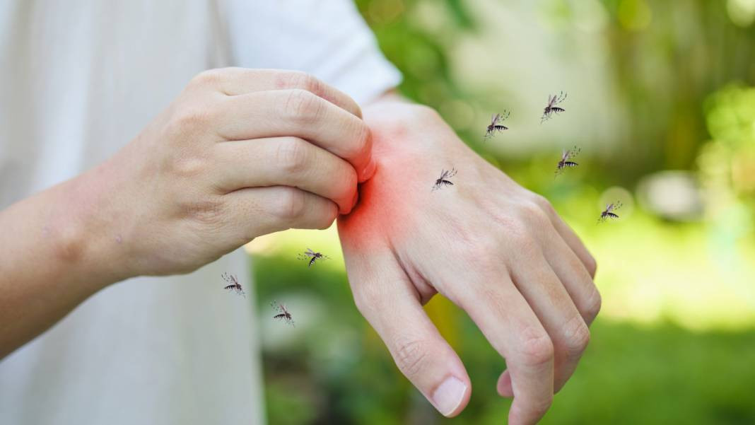 Bardağa doldurun sinekleri köşe bucak kaçırtın. Sineklerden kurtulmak hiç bu kadar basit olmadı - Resim: 1