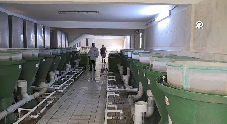 Havyarıyla ünlü balığı Bolu'da yetiştirdiler - Resim: 17