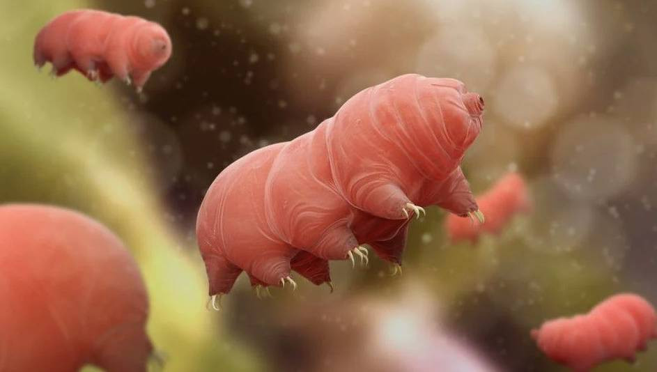 Dünyanın son anına kadar yaşayacak tek canlı belli oldu - Resim: 8