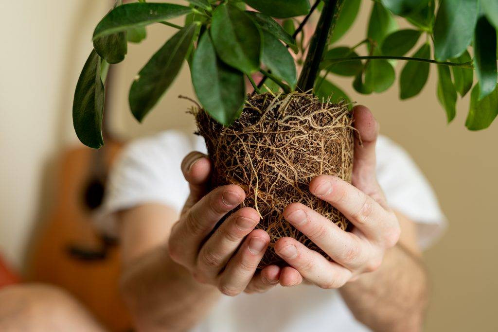 Çiçekleri sinek ve bitlerden uzak tutan yöntem - Resim: 6