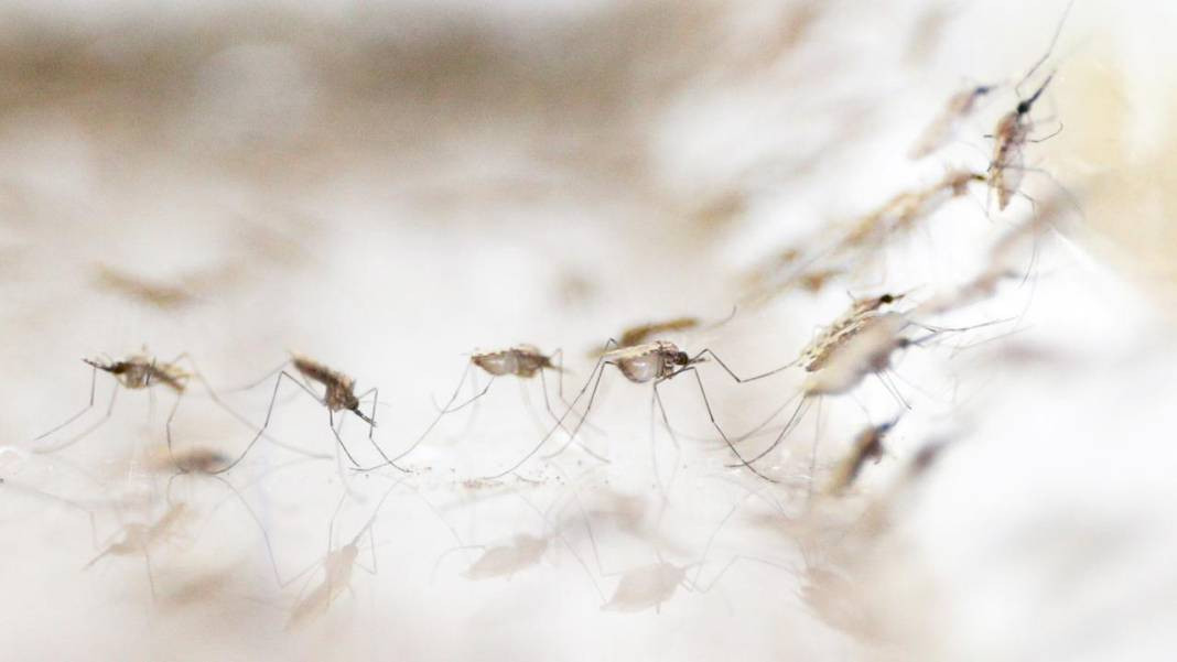 Dang humması vakaları gittikçe artıyor - Resim: 7