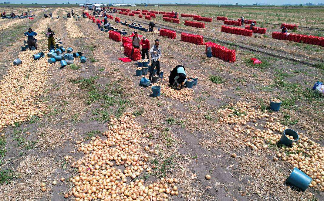 Hasadı başladı fiyatlar tepetaklak oldu. Tarlada 5 lira - Resim: 6