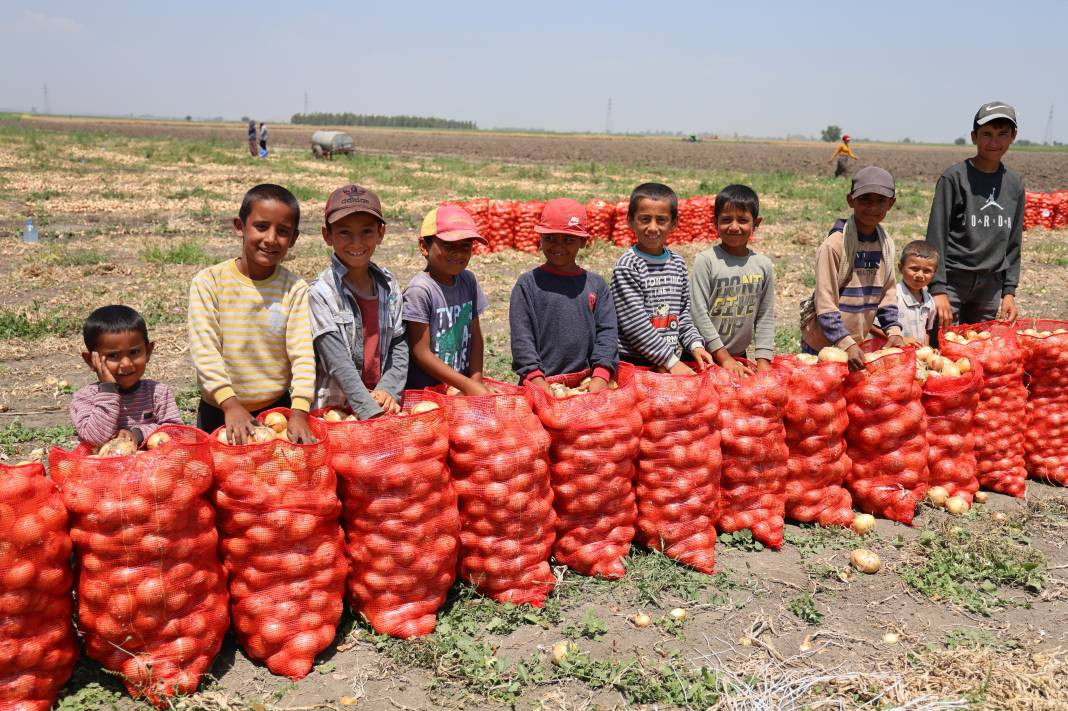 Hasadı başladı fiyatlar tepetaklak oldu. Tarlada 5 lira - Resim: 7