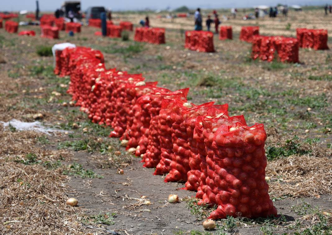 Hasadı başladı fiyatlar tepetaklak oldu. Tarlada 5 lira - Resim: 9