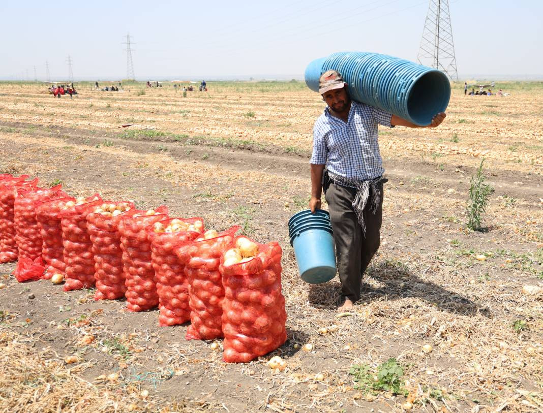 Hasadı başladı fiyatlar tepetaklak oldu. Tarlada 5 lira - Resim: 3