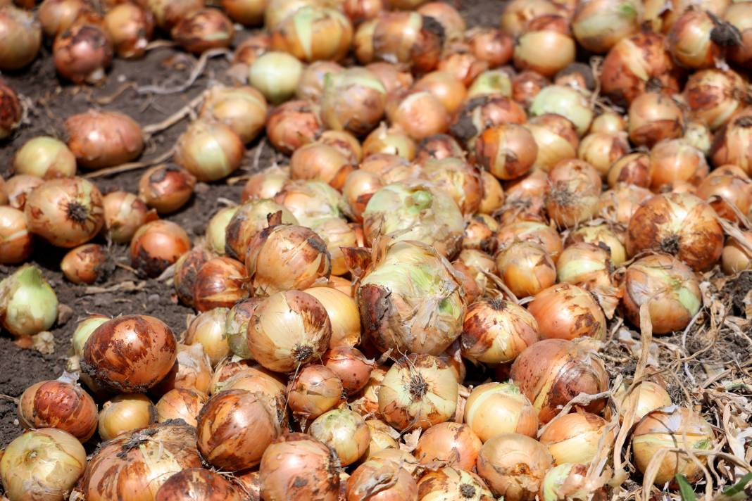 Hasadı başladı fiyatlar tepetaklak oldu. Tarlada 5 lira - Resim: 5