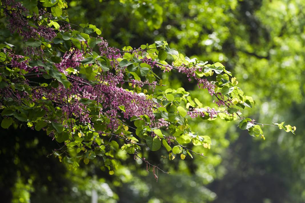 Efsane çiçeğin hikayesi ortaya çıktı - Resim: 2