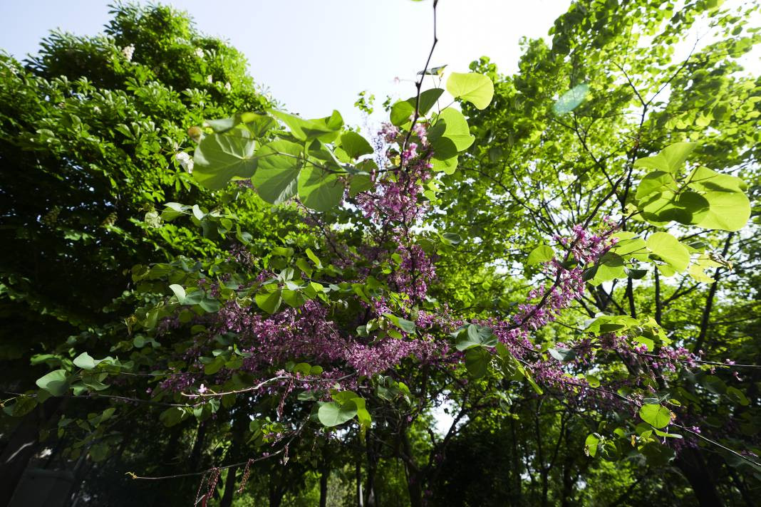 Efsane çiçeğin hikayesi ortaya çıktı - Resim: 1
