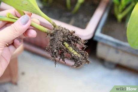 Çiçekleri sinek ve bitlerden uzak tutan yöntem - Resim: 4