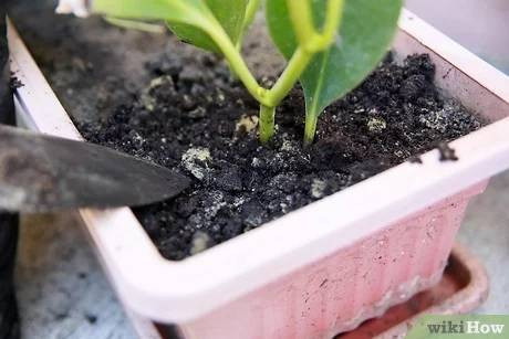 Çiçekleri sinek ve bitlerden uzak tutan yöntem - Resim: 2