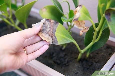 Çiçekleri sinek ve bitlerden uzak tutan yöntem - Resim: 5