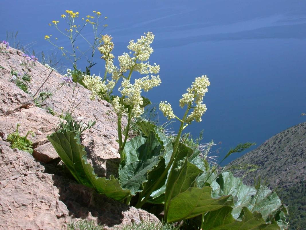 Kemik erimesini durduruyor kansere duvar örüyor. Köylüler bedava topluyor kilosunu 200 TL'ye satıyor - Resim: 15