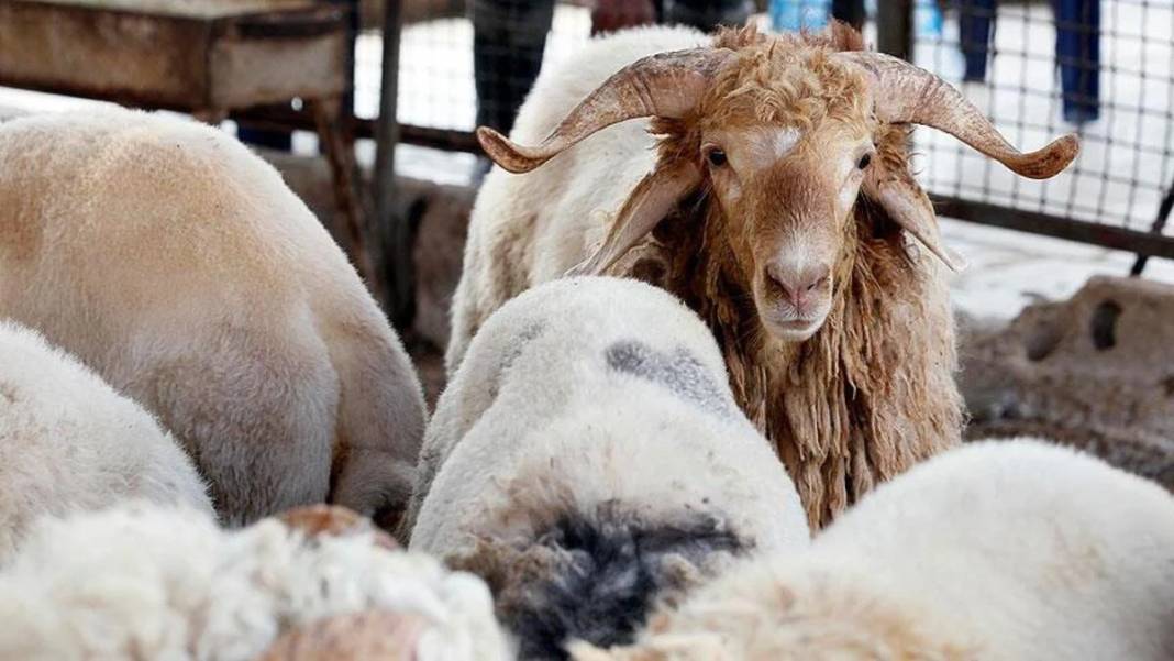 Kurban vekaleti nasıl verilir ve nasıl alınır? Ücreti belli oldu - Resim: 2