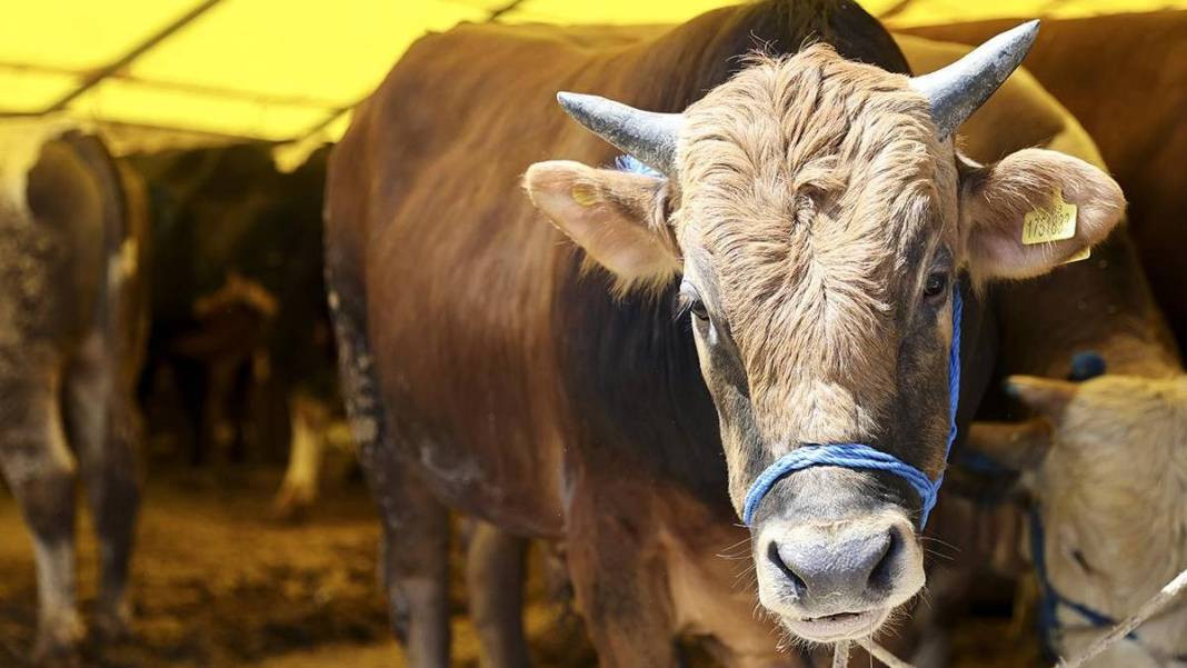 Enflasyon cortladı maliyetler patladı kurban fiyatları fırladı - Resim: 7