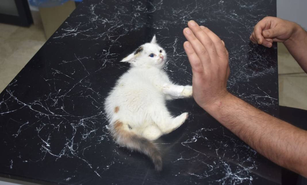 Yavru kediyi mucize mücadeleyle kurtardı. Bu bir yaşasın iyi insanlar haberidir - Resim: 2