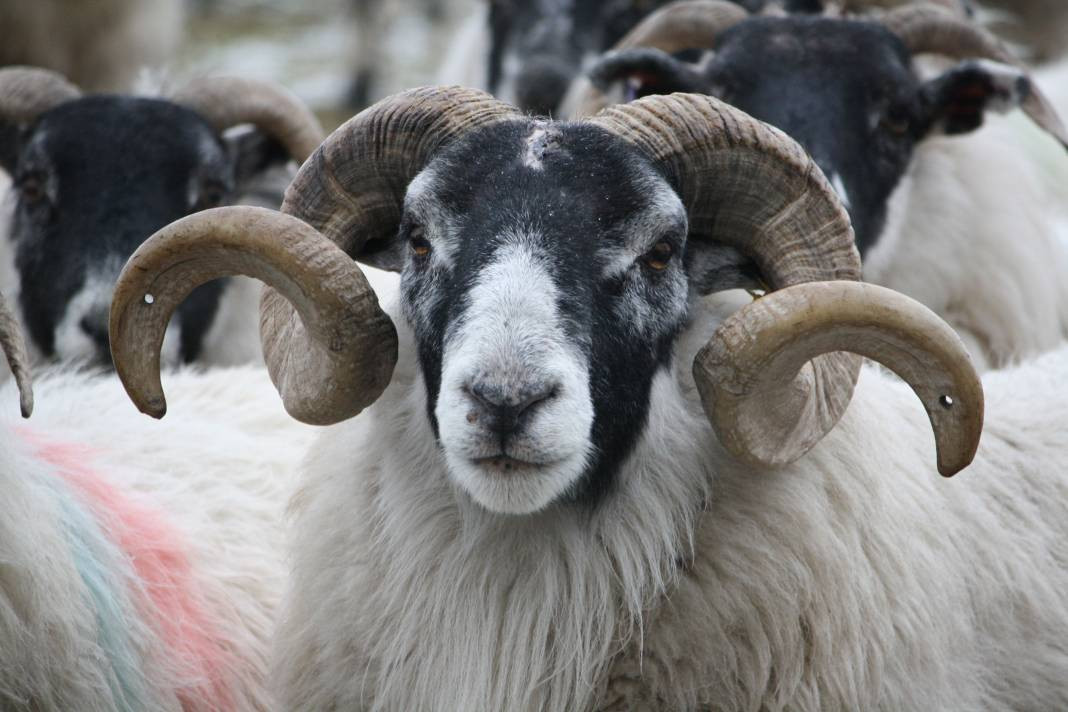 Kurbanlık alacaklar dikkat. Bu 5 belirti varsa... - Resim: 6